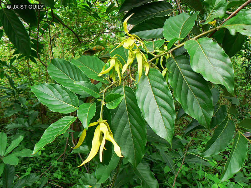 Annonaceae - Cananga odorata - Ylang-Ylang