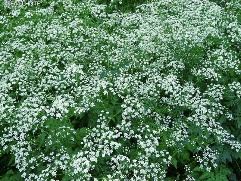 Apiaceae - Anthriscus sylvestris - Cerfeuil des bois, Anthrisque des bois, Persil des vaches, Ciguë blanche