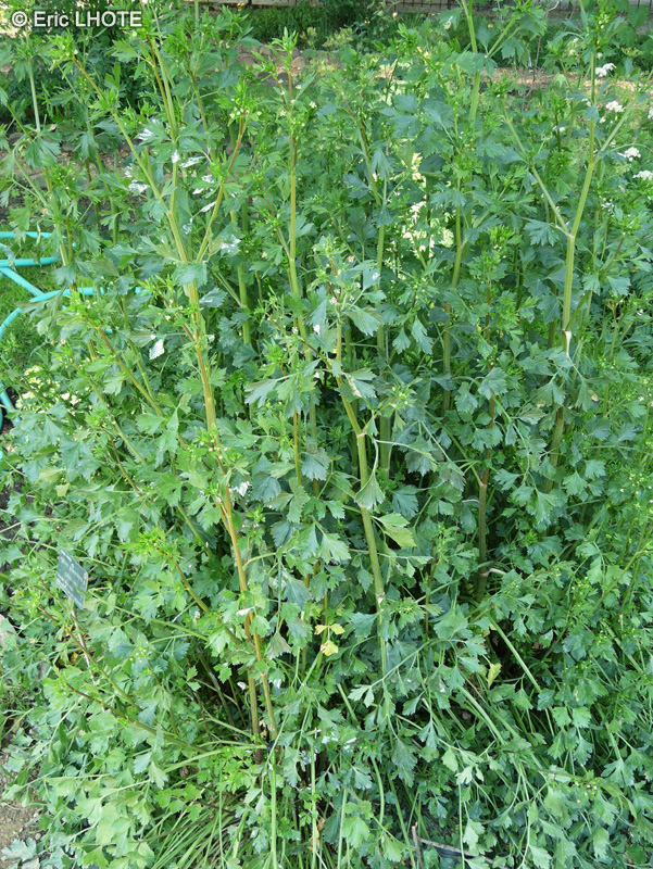 Apiaceae - Apium graveolens - Céleri Ache, Céleri sauvage, Ache des Marais