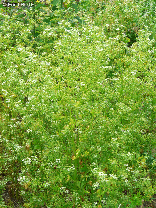Apiaceae - Apium graveolens Per Cel - Céleri Ache, Céleri sauvage, Ache des Marais