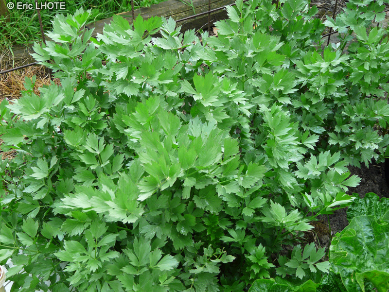 Apiaceae - Apium graveolens var. dulce - Céleri rave, Céleri branche, Céleri à couper, Céleri à côtes, Céleri odorant