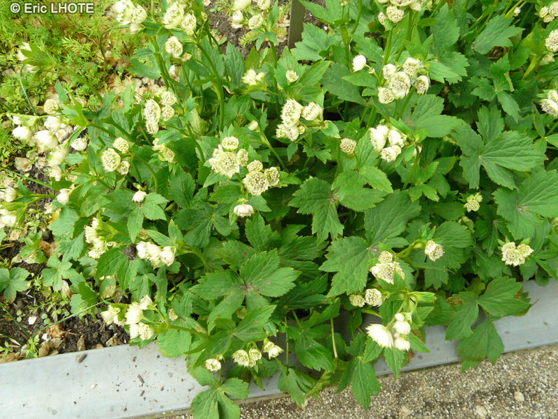 Apiaceae - Astrantia major - Grande astrance, Radiare, Sanicle