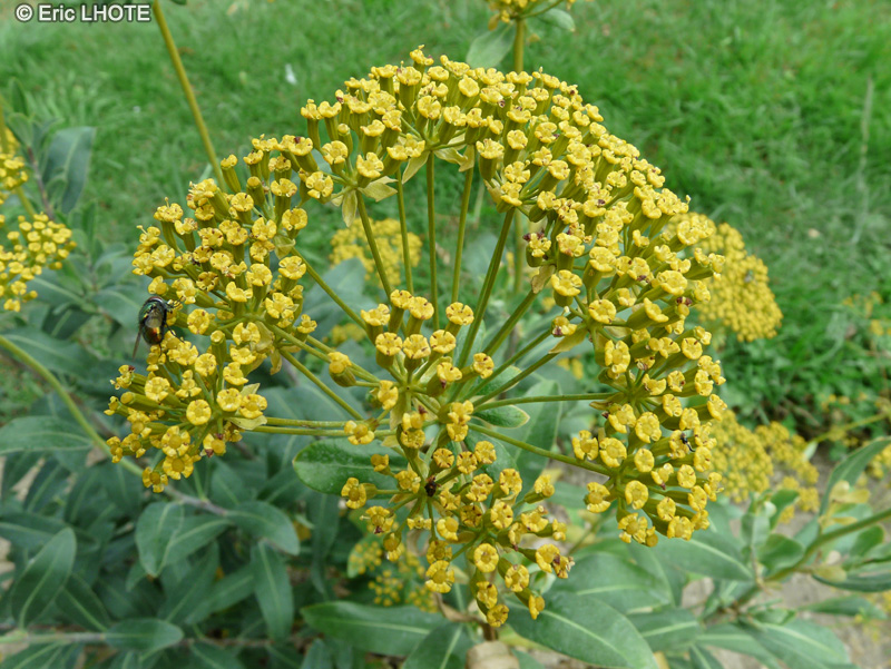 Apiaceae - Bupleurum fruticosum, Bupleurum fruticosa, Bupleurum frutescens, Tenoria fruticosa - Buplèvre ligneux, Oreille de lièvre