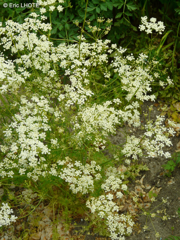 Apiaceae - Carum carvi - Carvi, Cumin des prés, Anis des vosges