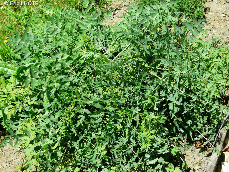 Apiaceae - Cervaria rivini - Herbe aux cerfs