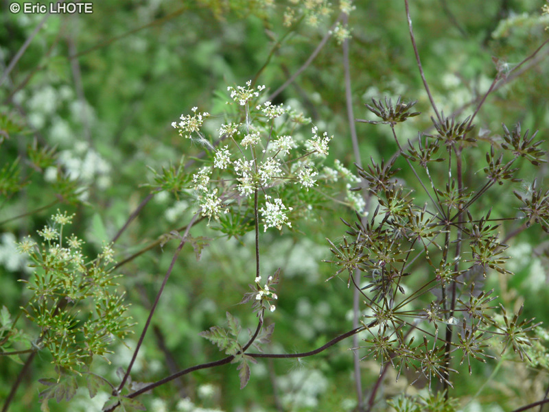 Apiaceae - Chaerophyllum temulum - Cerfeuil penché, Chérophylle enivrante