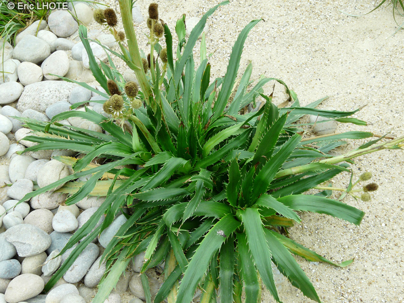 Apiaceae - Eryngium agavifolium, Eryngium bromeliifolium - Panicaut à feuilles d’Agave