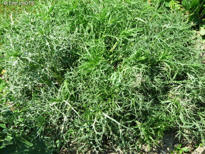Apiaceae - Eryngium amethystinum - Panicaut améthyste, Chardon bleu