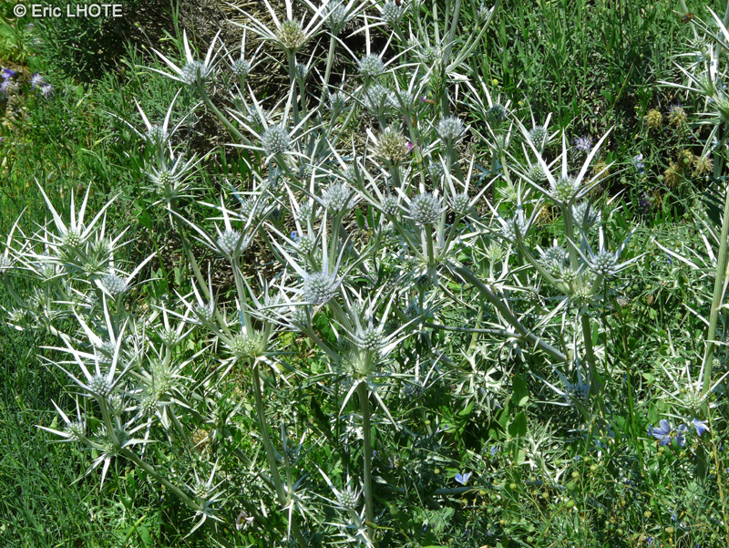 Apiaceae - Eryngium bourgatii - Panicaut de bourgat, Panicaut des Pyrénées