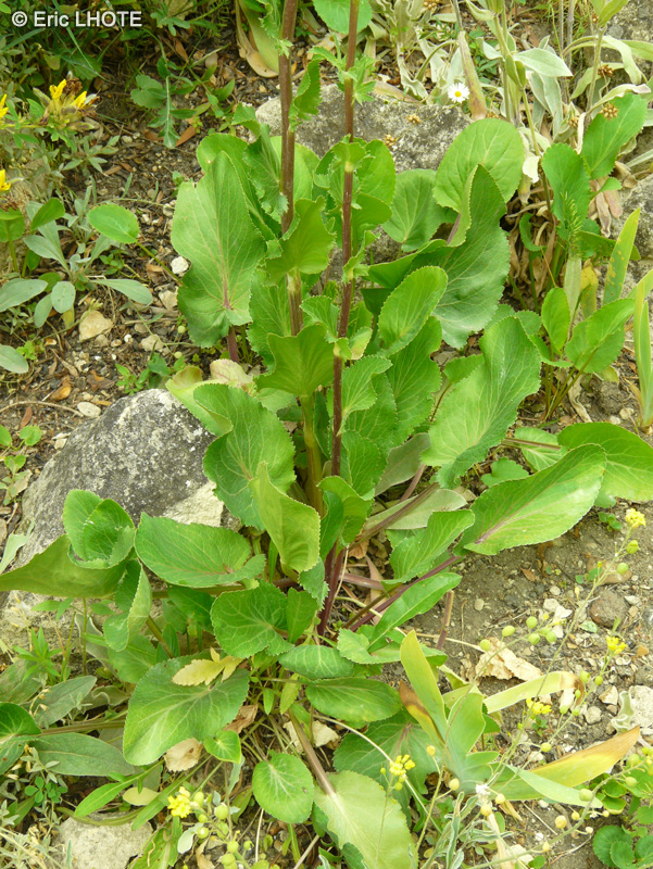 Apiaceae - Eryngium bourgatii ssp. heldreichii - Panicaut de Bourgat, Chardon bleu des Pyrénées