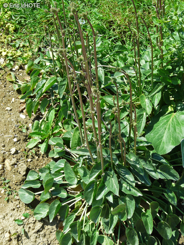 Apiaceae - Eryngium marocanum, Eryngium maroccanum - Eryngium