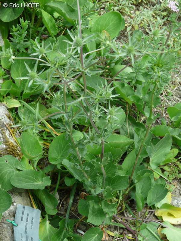 Apiaceae - Eryngium serbicum - Panicaut de Serbie
