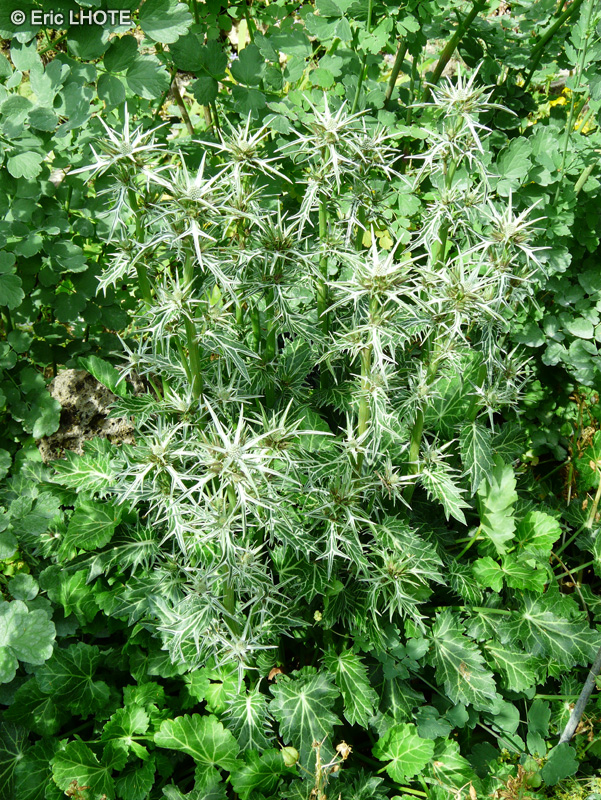 Apiaceae - Eryngium variifolium - Panicaut, Chardon variifolium