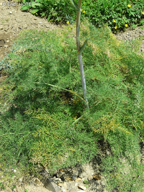 Apiaceae - Ferula communis, Ferula chiliantha - Férule commune