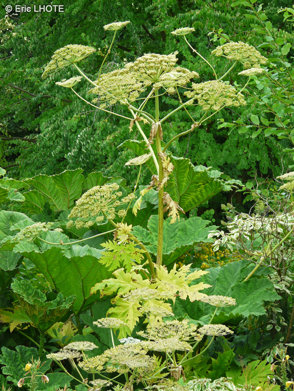 Apiaceae - Heracleum mantegazzianum - Berce du Caucase, Berce de Mantegazzi, Berce des prés, Berce géante