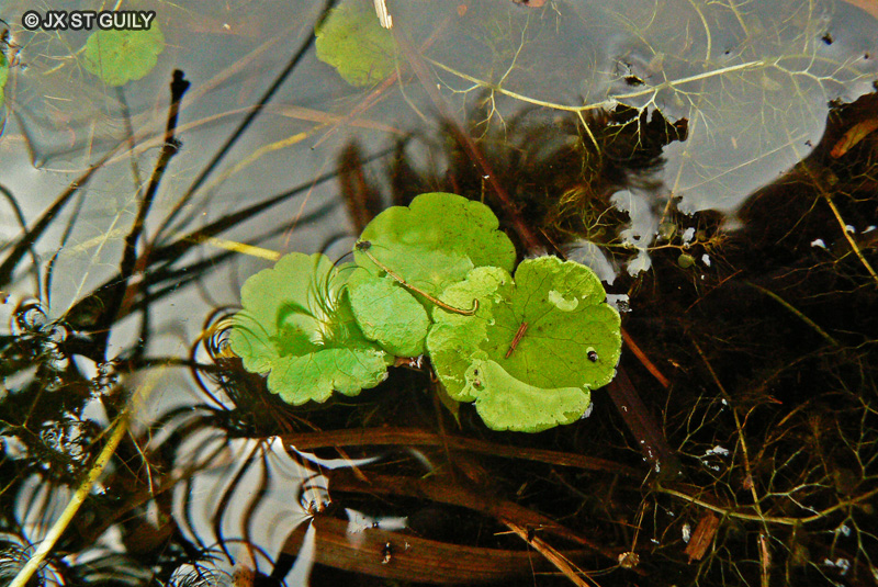 Apiaceae - Hydrocotyle vulgaris - Ecuelle d’eau, Hydrocotyle commun