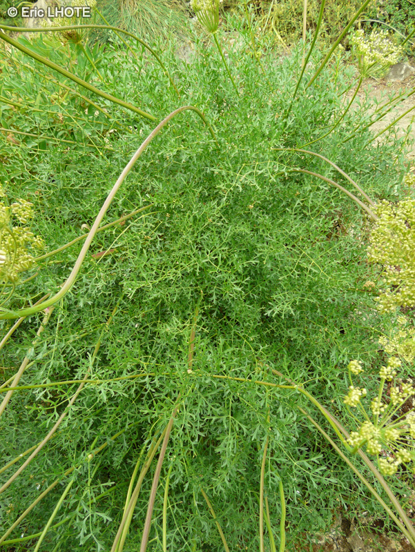 Apiaceae - Laserpitium gallicum - Laser odorant