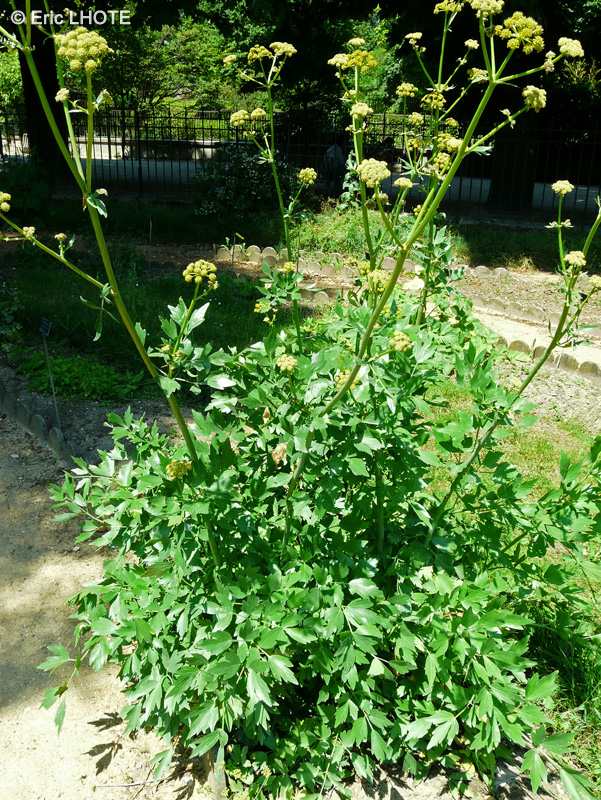 Apiaceae - Levisticum officinale - Ache des montagnes
