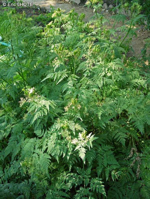 Apiaceae - Myrrhis odorata - Cerfeuil anisé, Cerfeuil musqué, Cerfeuil perpétuel, Cerfeuil d’Espagne, Fougère musquée