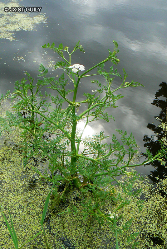 Apiaceae - Oenanthe aquatica - Fenouil d’eau, Oenanthe aquatique