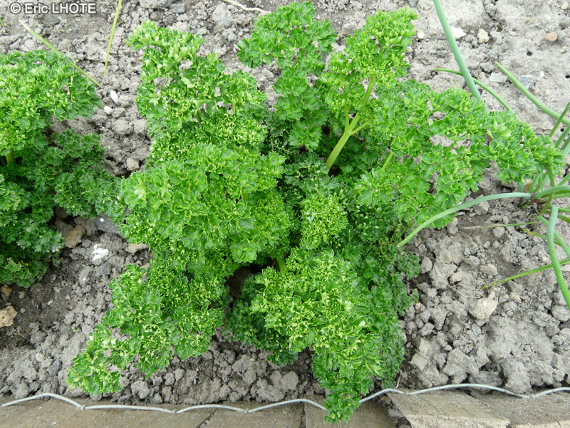 Apiaceae - Petroselinum crispum var. crispum - Persil frisé