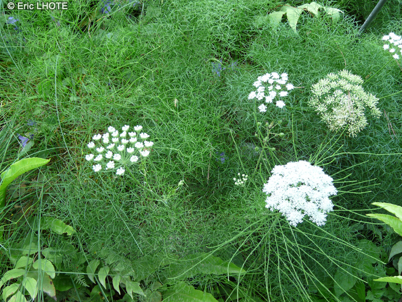Apiaceae - Portenschlagiella ramosissima - Portenschlagiella