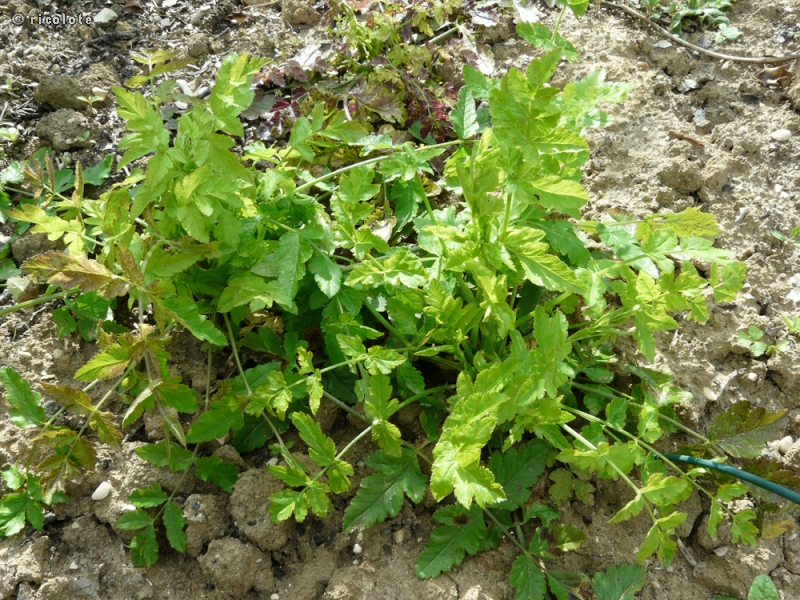 Apiaceae - Sison amomum - Sison