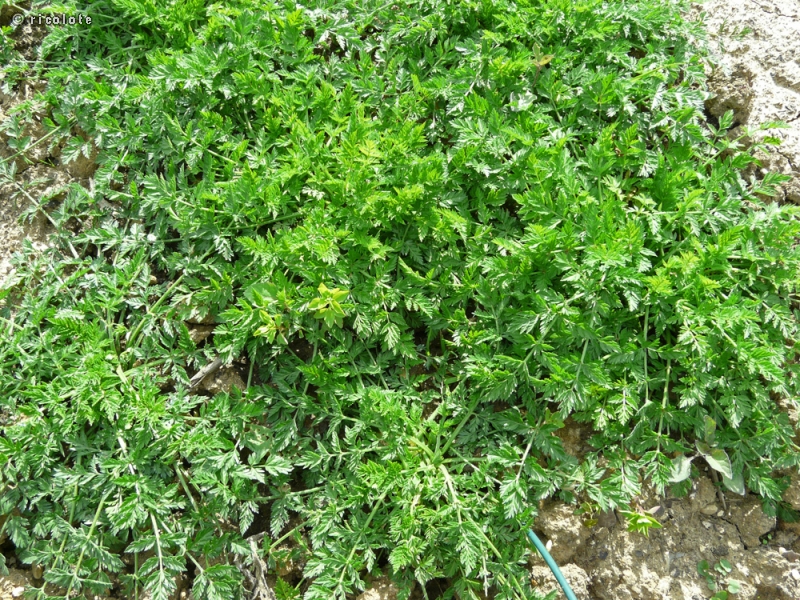 Apiaceae - Torilis arvensis - Torilis des champs