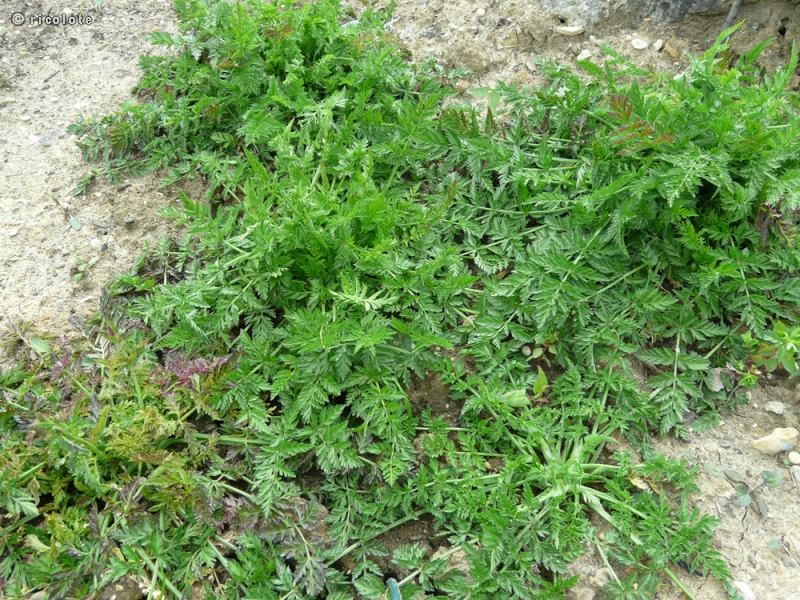 Apiaceae - Torilis nodosa - Torilis à feuilles glomérulées