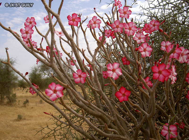 Apocynaceae - Adenium obesum - Faux Baobab, Rose du désert, Lis des Impalas