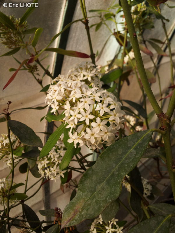 Apocynaceae - Aokanthera oblongifolia - Acokanthera remarquable