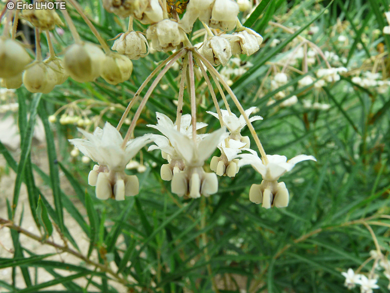  - Gomphocarpus physocarpus, Asclepias physocarpa - 