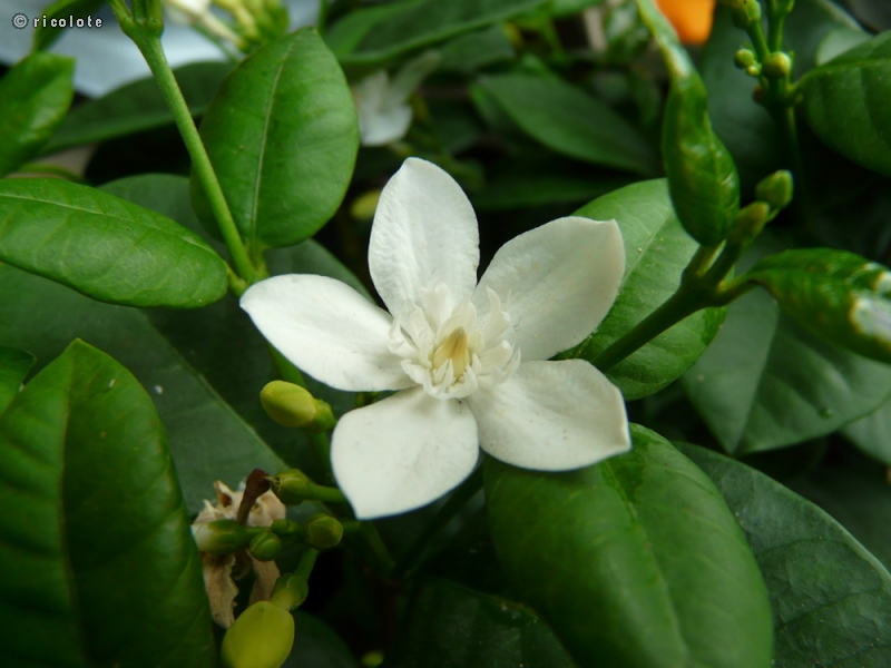 Apocynaceae - Holarrhena pubescens - Holarrhena