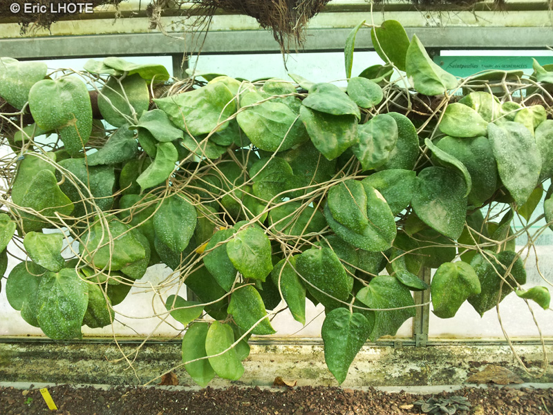 Apocynaceae - Hoya pentaphlebia - Hoya