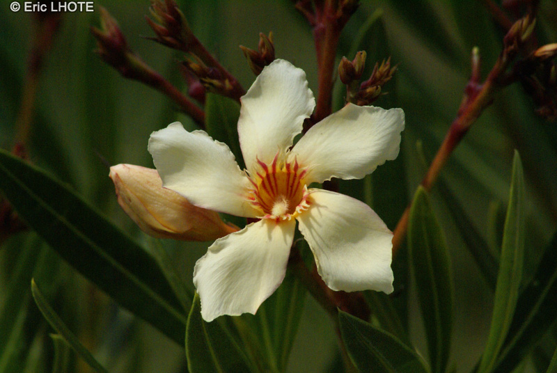 Apocynaceae - Nerium oleander - Laurier rose
