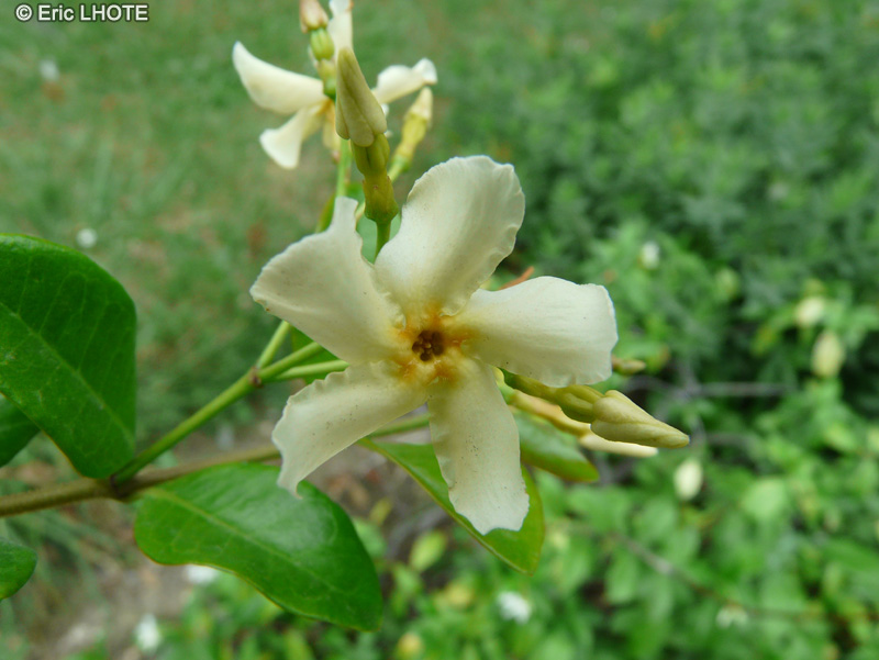 Apocynaceae - Trachelospermum asiaticum - Jasmin étoilé jaune, Jasmin étoilé à petites feuilles, Jasmin des Indes, Yellow star Jasmine