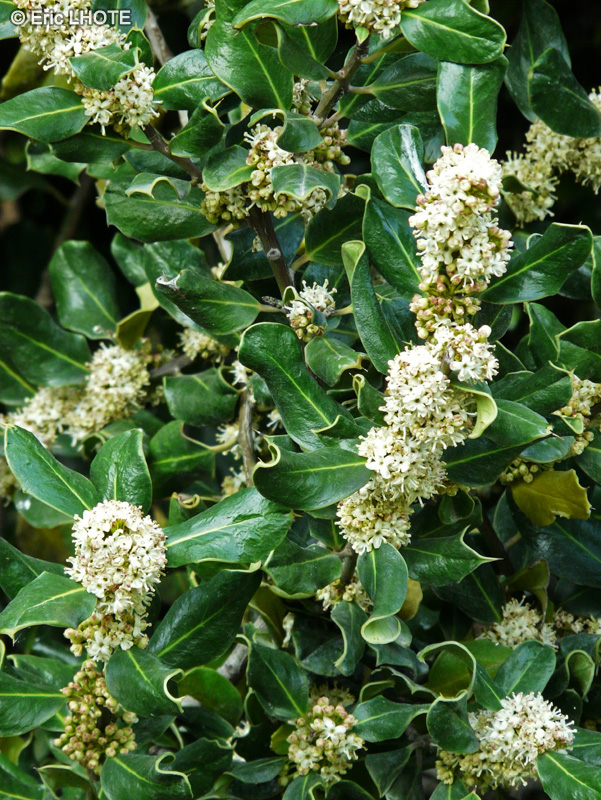 Aquifoliaceae - Ilex aquifolium Pyramidalis - Houx commun