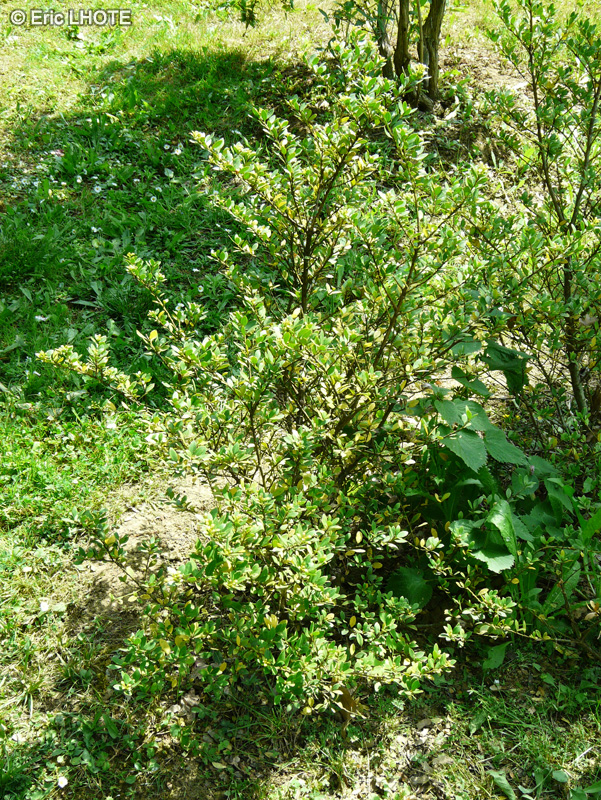 Aquifoliaceae - Ilex crenata - Houx