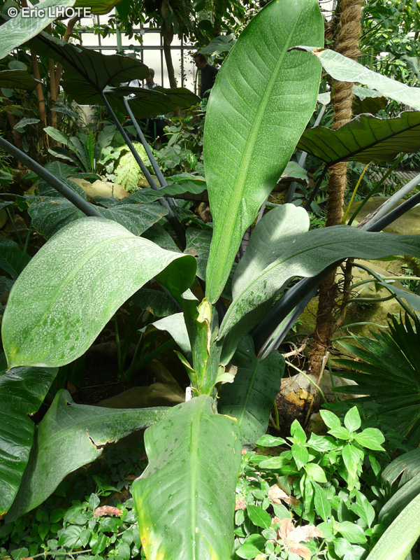 Araceae - Dieffenbachia parlatorei - Dieffenbachée, Canne du muet
