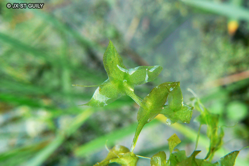 Araceae - Lemna triscula - Lenticule à trois pointes, Lentille trisulquée