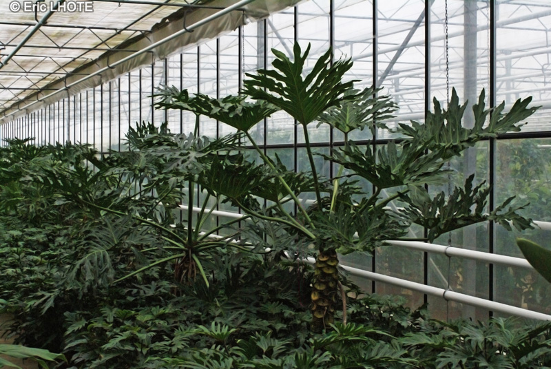 Araceae - Philodendron bipinnatifidum - Philodendron, Siguine