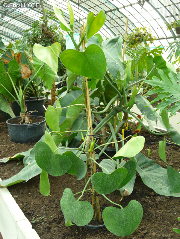 Araceae - Philodendron grazielae - Philodendron