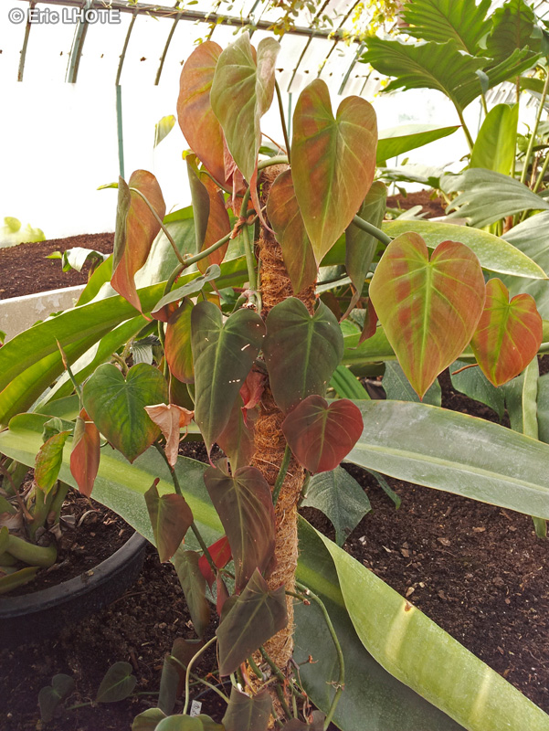  - Philodendron hederaceum - 