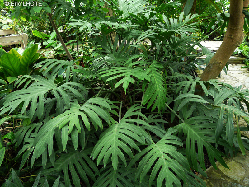 Araceae - Philodendron longilaminatum - Philodendron, Siguine