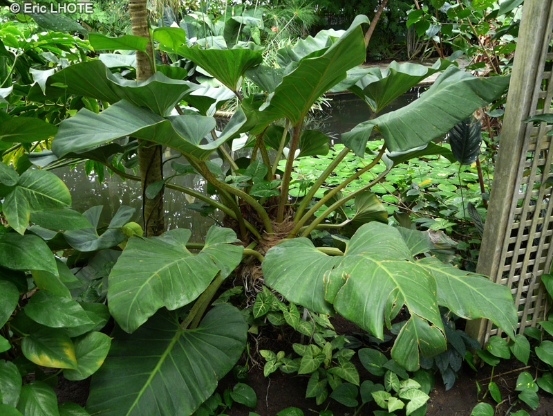 Araceae - Philodendron melinonii - Philodendron, Siguine