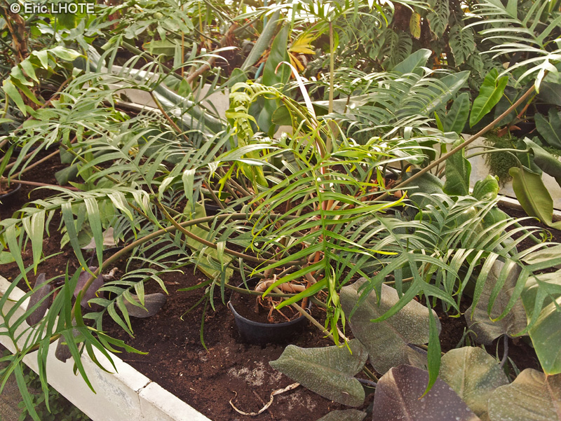  - Philodendron polypodioides - 