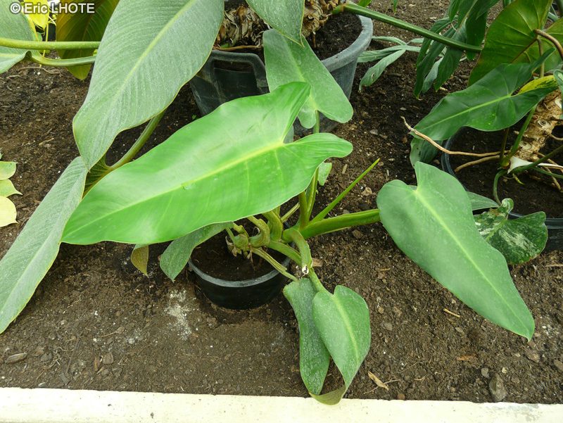 Araceae - Philodendron tuxtlanum - Philodendron