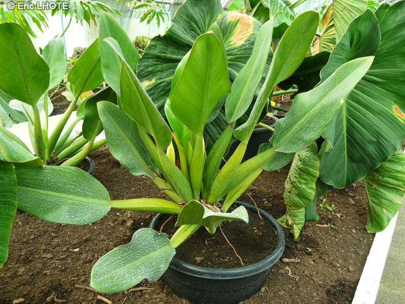 Araceae - Philodendron ventricosum - Philodendron