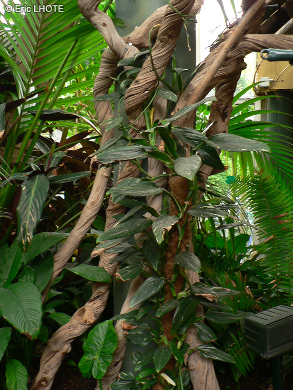 Araceae - Scindapsus pictus - Pothos tacheté