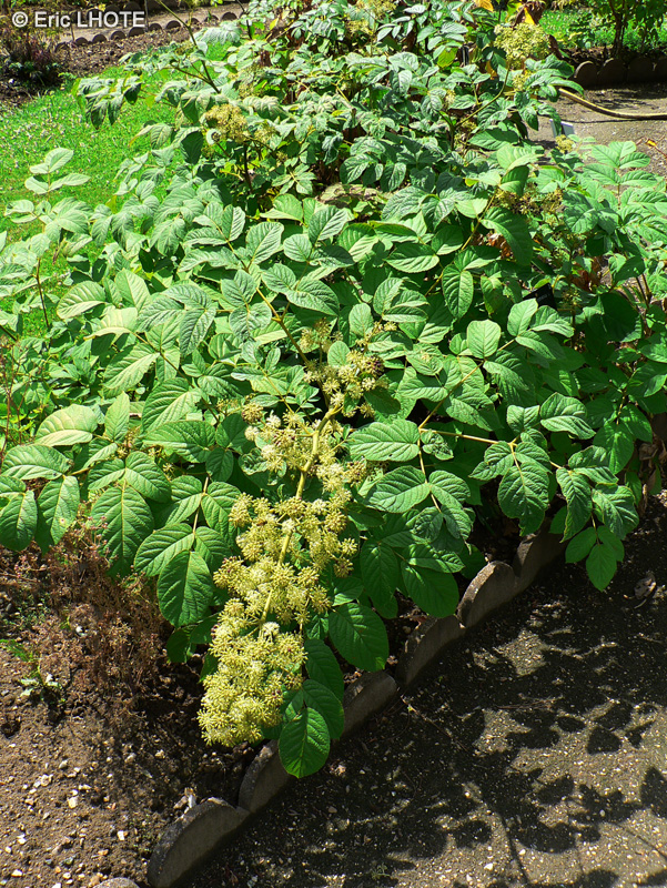 Araliaceae - Aralia racemosa - Aralia à grappes
